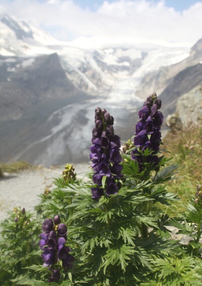 Common Monkshood