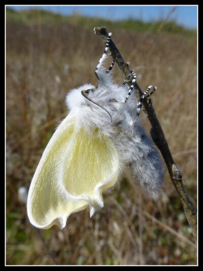 Wing expansion phase – White Satin Moth, by Alan Humphries