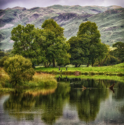Tree Reflections