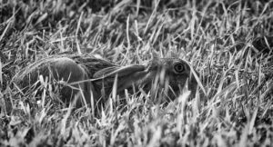 Brown hare hiding