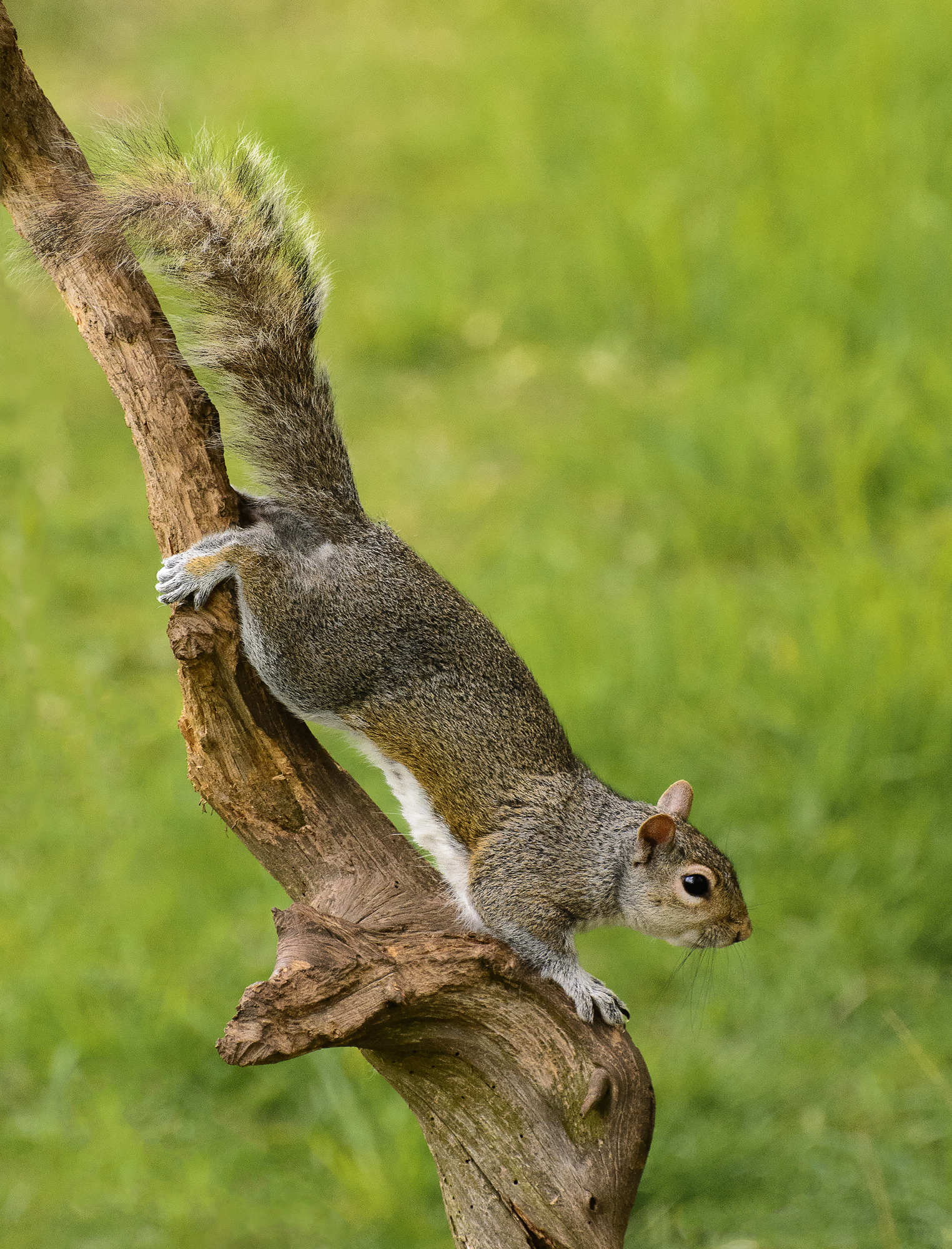 Grey squirrel clamber