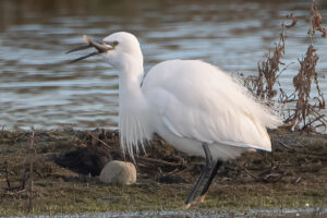 Egret feeding