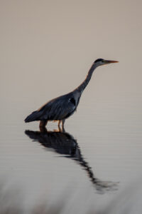 Herons at sunset