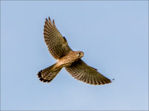 Kestrel in flight