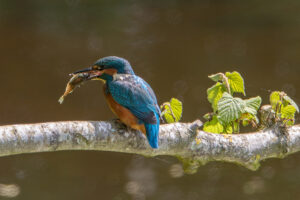 Kingfisher feeding (1 of 1)
