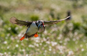Puffin with silver fish (1 of 1)