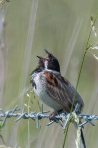 Reed Bunting II