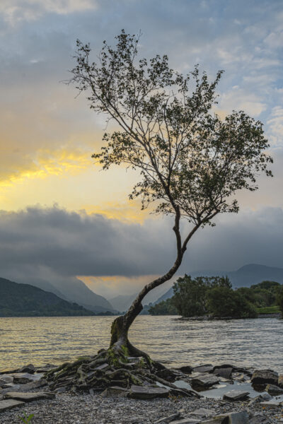 The Lonely tree at Sunrise
