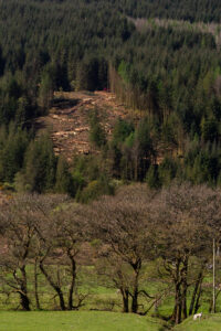 pines 1 3