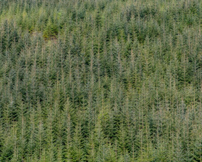 pines 1