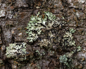 pines 11