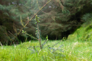 pines 13