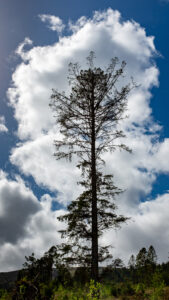 pines 18