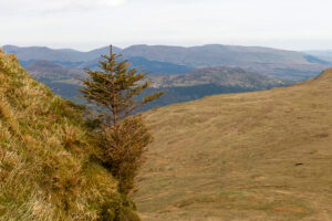 pines 2 2