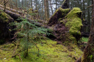 pines 2