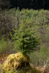 pines 20