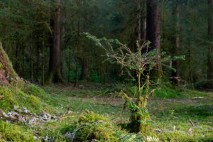 pines 24