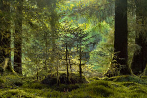 pines 26