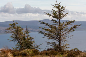 pines 3