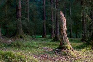pines 4