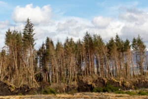 pines 5