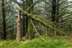 pines 6