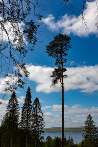 pines 8