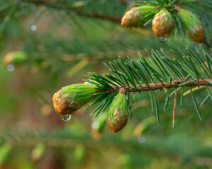 pines 9
