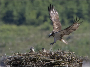 return to the nest