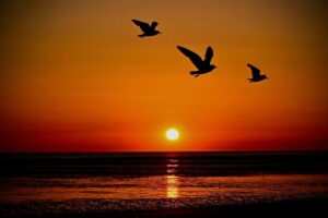 Crosby Sunset Graham Liu