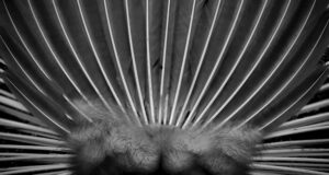Feathers Deborah Shackleton
